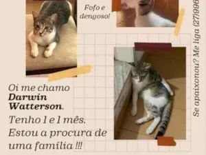 Gato raça SRD-ViraLata idade 1 ano nome Darwin Watterson