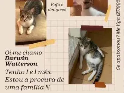 Gato raça SRD-ViraLata idade 1 ano nome Darwin Watterson