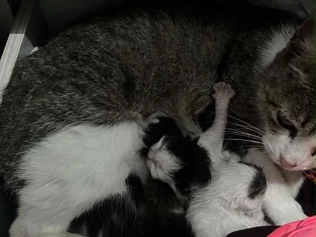 Gato raça SRD-ViraLata idade 2 anos nome Mãe mais filhotes 