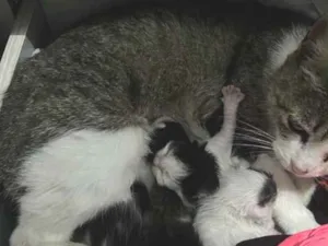 Gato raça SRD-ViraLata idade 2 anos nome Mãe mais filhotes 