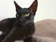 Morceguinha