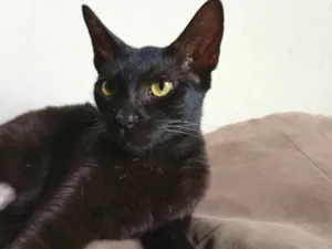 Gato raça SRD-ViraLata idade 7 a 11 meses nome Morceguinha