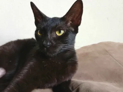 Gato raça SRD-ViraLata idade 7 a 11 meses nome Morceguinha