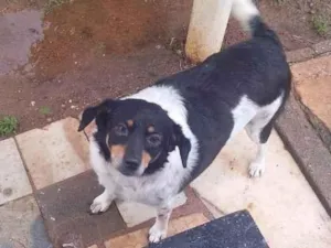 Cachorro raça SRD-ViraLata idade 5 anos nome lili