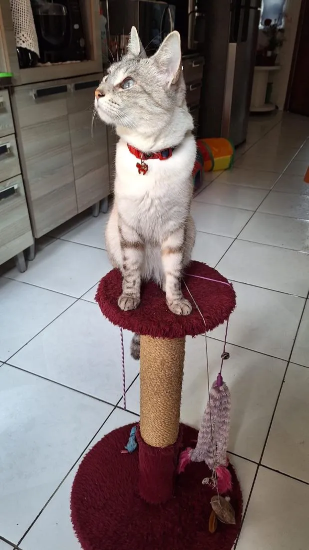 Gato raça SRD-ViraLata idade 3 anos nome Mia