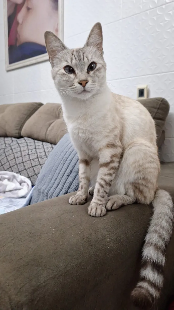 Gato raça SRD-ViraLata idade 3 anos nome Mia
