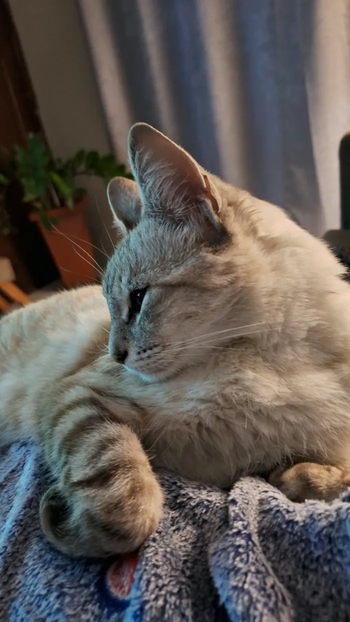 Gato raça SRD-ViraLata idade 3 anos nome Mia