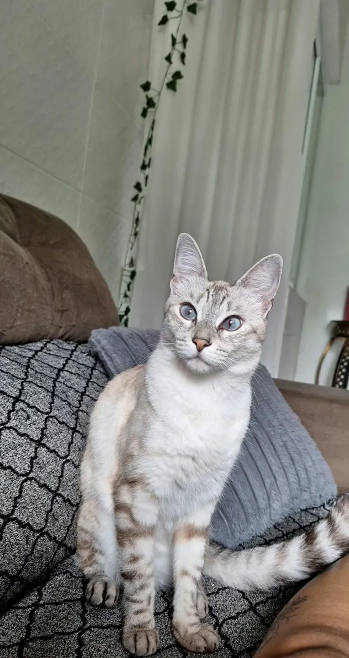 Gato raça SRD-ViraLata idade 3 anos nome Mia