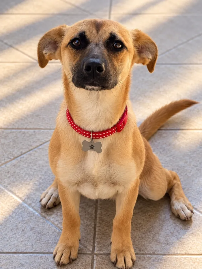 Cachorro raça SRD-ViraLata idade 2 a 6 meses nome Kiara