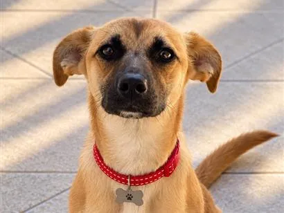 Cachorro raça SRD-ViraLata idade 2 a 6 meses nome Kiara