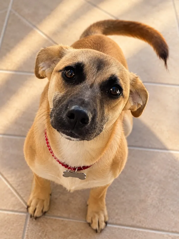 Cachorro raça SRD-ViraLata idade 2 a 6 meses nome Kiara