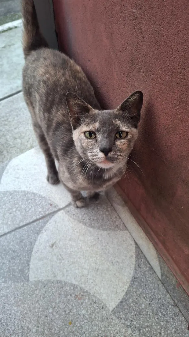 Gato raça SRD-ViraLata idade 3 anos nome Croquete 