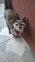 Croquete