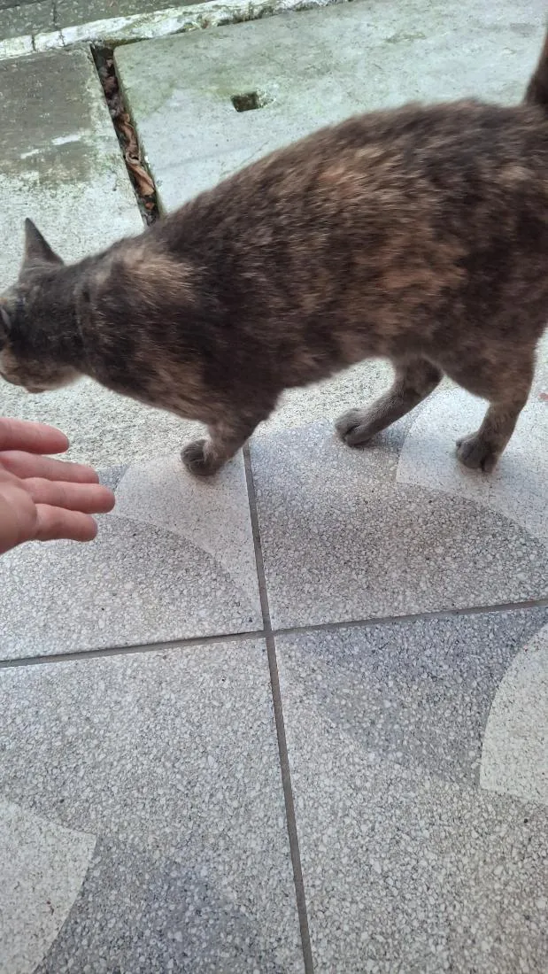Gato raça SRD-ViraLata idade 3 anos nome Croquete 