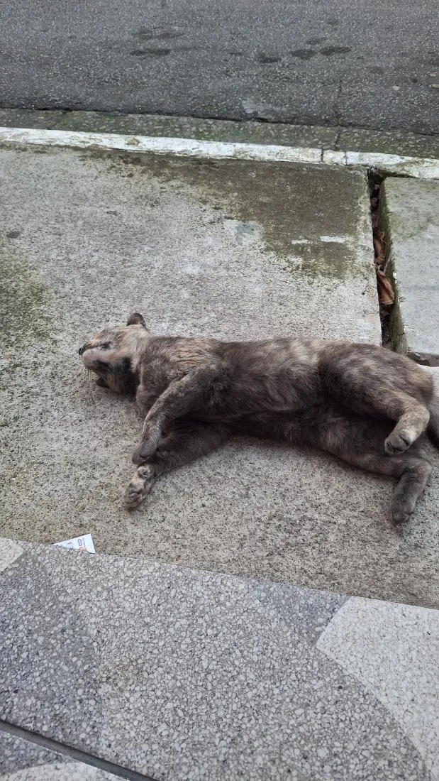 Gato raça SRD-ViraLata idade 3 anos nome Croquete 