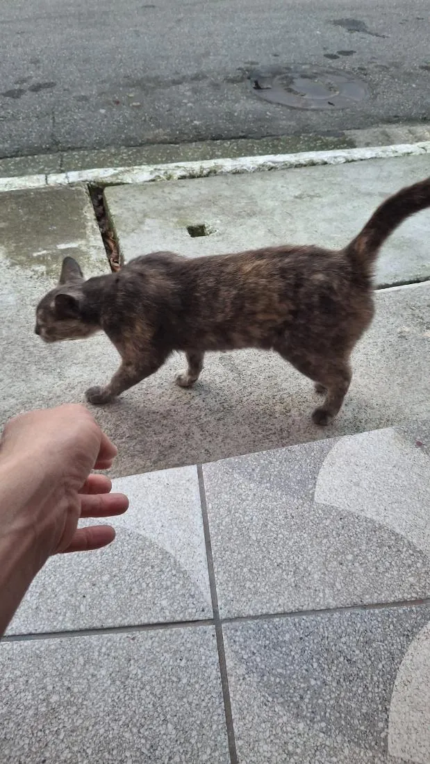 Gato raça SRD-ViraLata idade 3 anos nome Croquete 