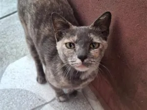 Gato raça SRD-ViraLata idade 3 anos nome Croquete 