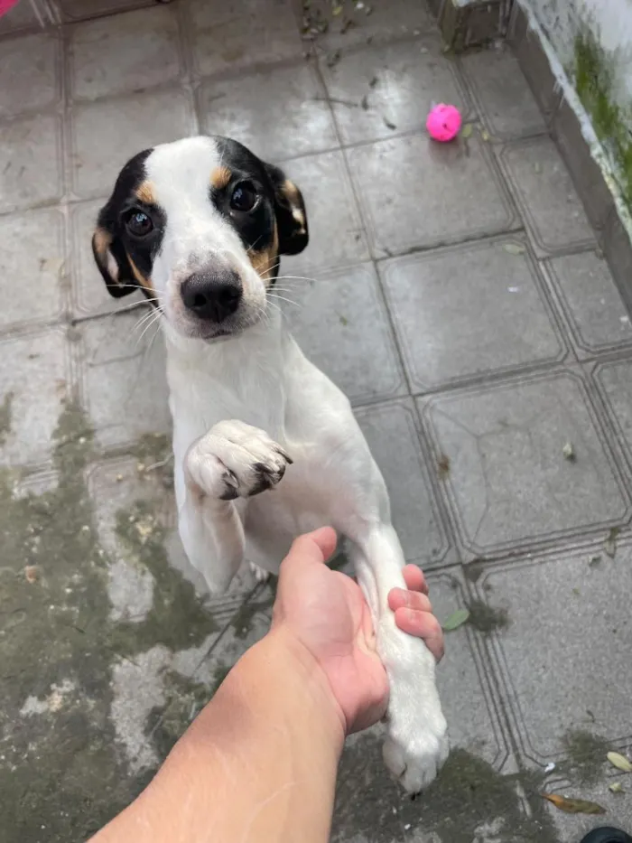 Cachorro raça SRD-ViraLata idade 7 a 11 meses nome Mariana