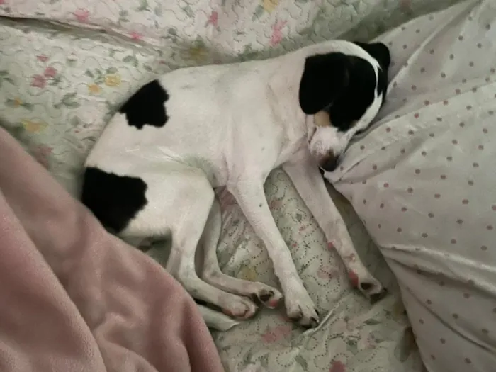 Cachorro raça SRD-ViraLata idade 7 a 11 meses nome Mariana
