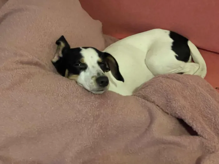 Cachorro raça SRD-ViraLata idade 7 a 11 meses nome Mariana