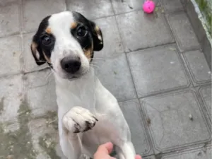 Cachorro raça SRD-ViraLata idade 7 a 11 meses nome Mariana