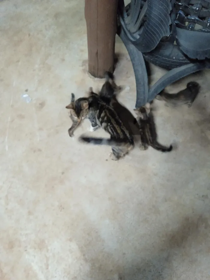 Gato raça SRD-ViraLata idade 2 a 6 meses nome sem nome
