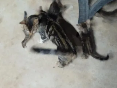 Gato raça SRD-ViraLata idade 2 a 6 meses nome sem nome