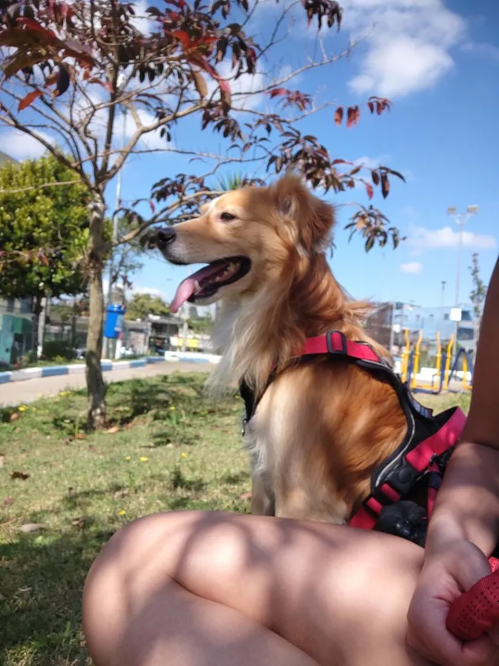 Cachorro raça SRD-ViraLata idade 2 anos nome Gash