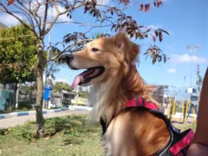Cachorro raça SRD-ViraLata idade 2 anos nome Gash