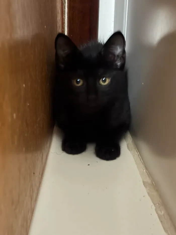 Gato raça SRD-ViraLata idade 2 a 6 meses nome Amora 