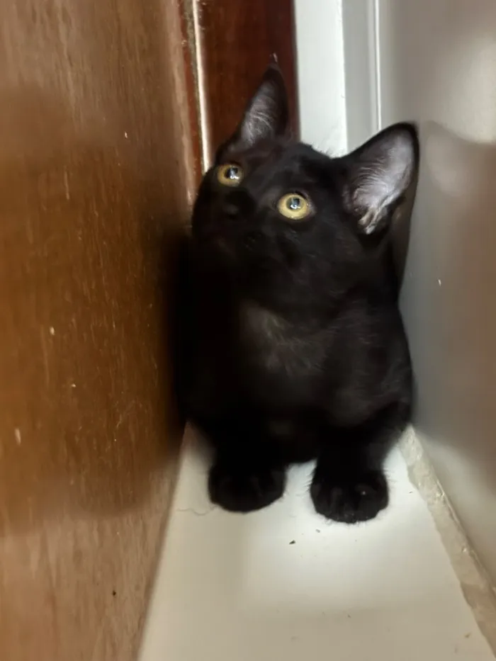Gato raça SRD-ViraLata idade 2 a 6 meses nome Amora 