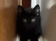 Amora 