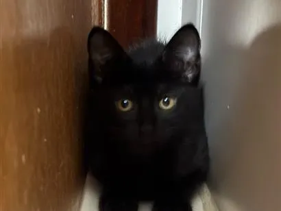 Gato raça SRD-ViraLata idade 2 a 6 meses nome Amora 