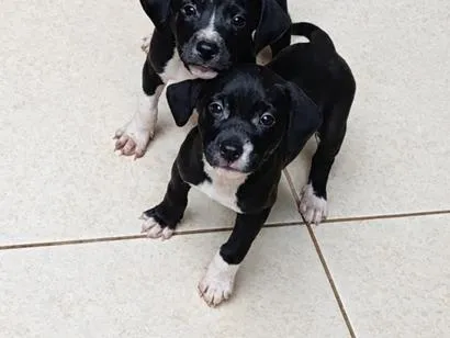 Cachorro raça  idade 2 a 6 meses nome não tem nome