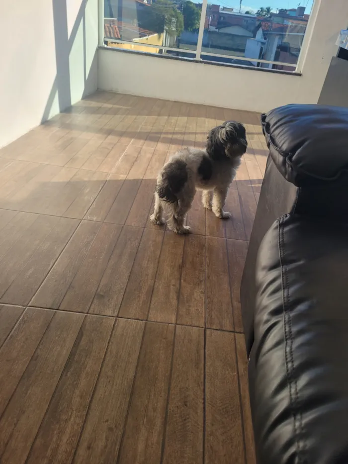Cachorro raça Shitzu idade 1 ano nome Linda