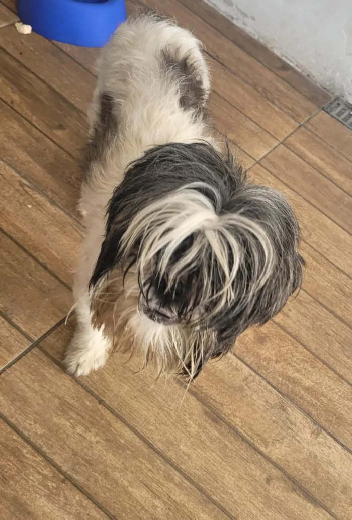 Cachorro raça Shitzu idade 1 ano nome Linda