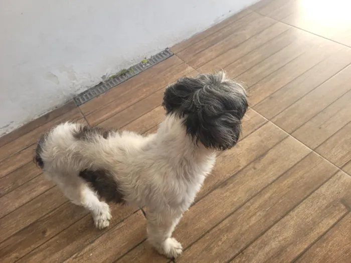Cachorro raça Shitzu idade 1 ano nome Linda