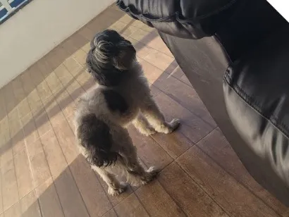 Cachorro raça Shitzu idade 1 ano nome Linda