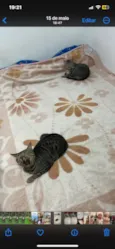 Bubles e Geromel