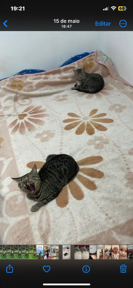 Gato raça SRD-ViraLata idade 1 ano nome Bubles e Geromel