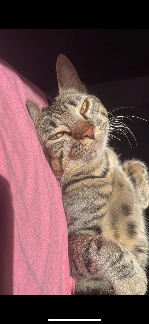 Gato raça SRD-ViraLata idade 1 ano nome Bubles e Geromel