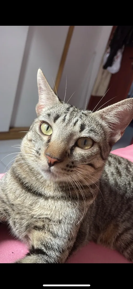 Gato raça SRD-ViraLata idade 1 ano nome Bubles e Geromel