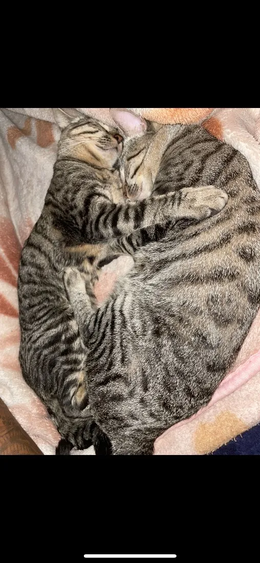Gato raça SRD-ViraLata idade 1 ano nome Bubles e Geromel