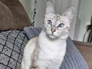 Gato raça SRD-ViraLata idade 3 anos nome Mia