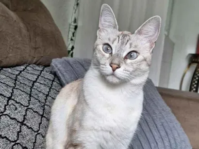 Gato raça SRD-ViraLata idade 3 anos nome Mia