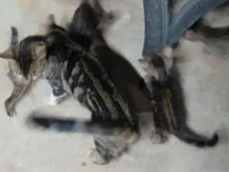 Gato raça SRD-ViraLata idade 2 a 6 meses nome sem nome