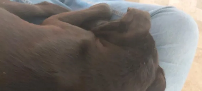 Cachorro raça SRD-ViraLata idade 7 a 11 meses nome não tem nome