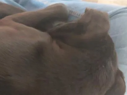 Cachorro raça SRD-ViraLata idade 7 a 11 meses nome não tem nome