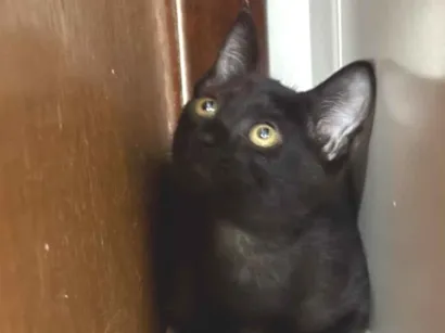 Gato raça SRD-ViraLata idade 2 a 6 meses nome Amora 