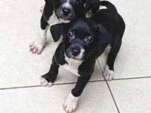 Cachorro raça  idade 2 a 6 meses nome não tem nome